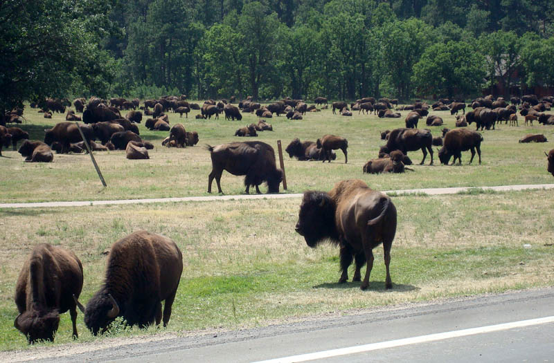 bison norbeck visitor center