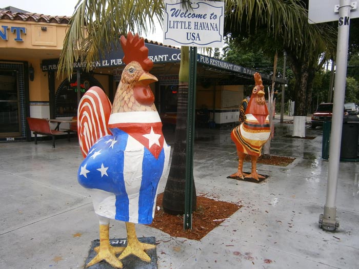 little havana chickens roosters