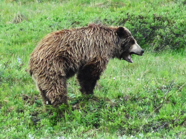 denali - where to see bears in alaska
