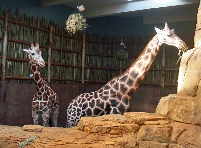 giraffes zoo