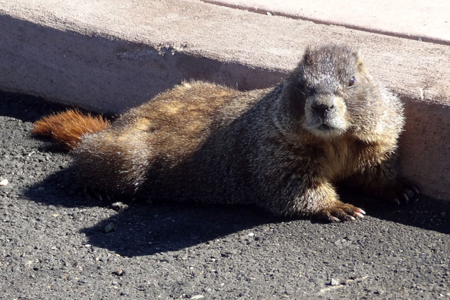 places to see animals - marmot parking lot