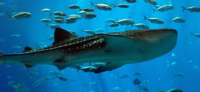 whale shark crop