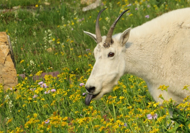 mountain goat meadow