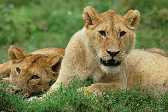 lions serengeti