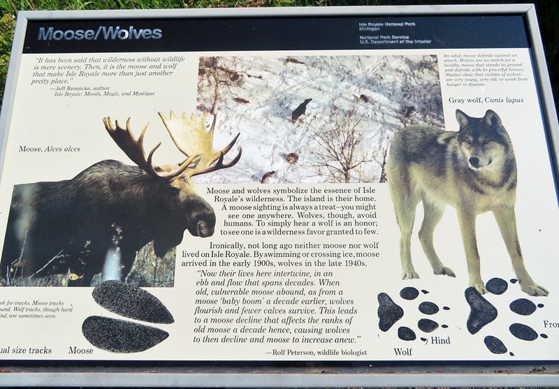 moose wolves isle royale wildlife