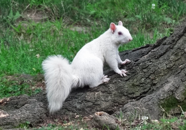 olney illinois white squirrel