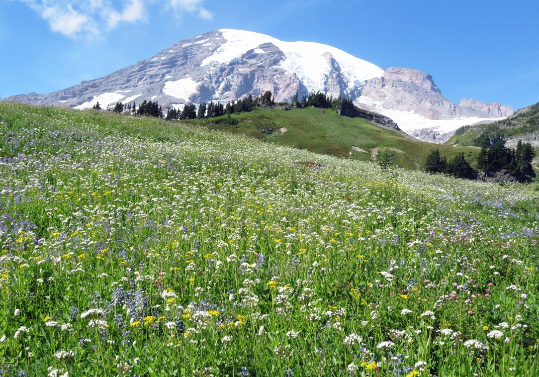things to do at mt rainier