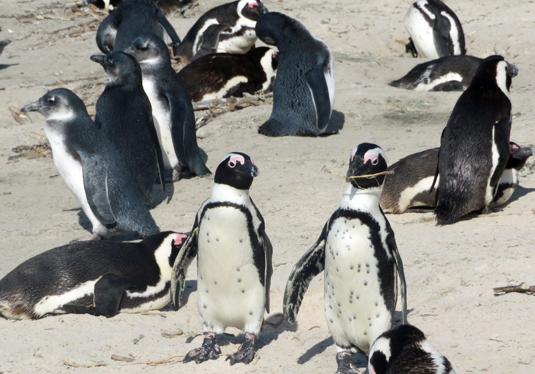 boulders beach penguins