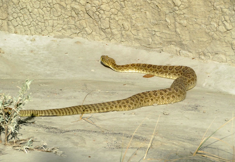 rattlesnake hiking