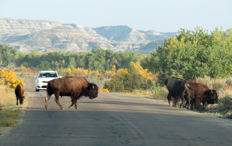 roosevelt np bison - chicago to banff road trip
