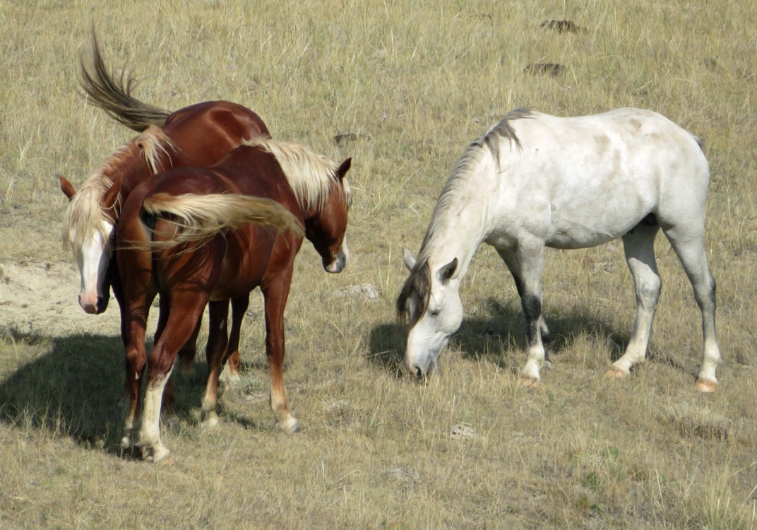 theodore roosevelt national park wild horses