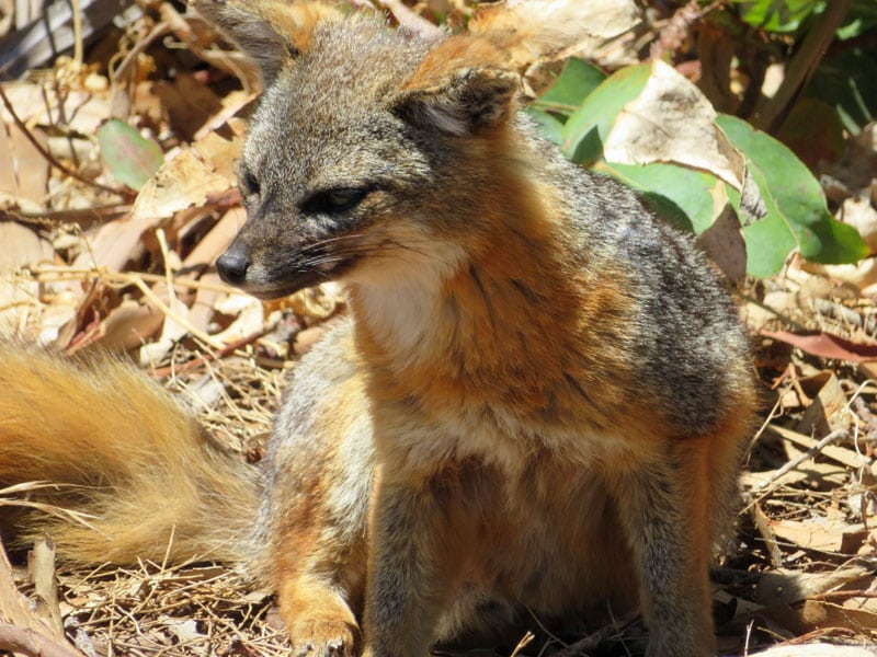 santa cruz island fox