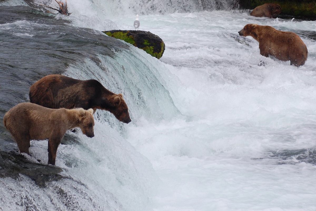 brooks falls brown bears